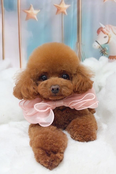 YUKI CANDYS FILM 歌舞伎町